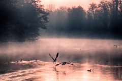 Enten-fliegen-weg-an-Hacksteinskuhlen-2021-03-07-3i